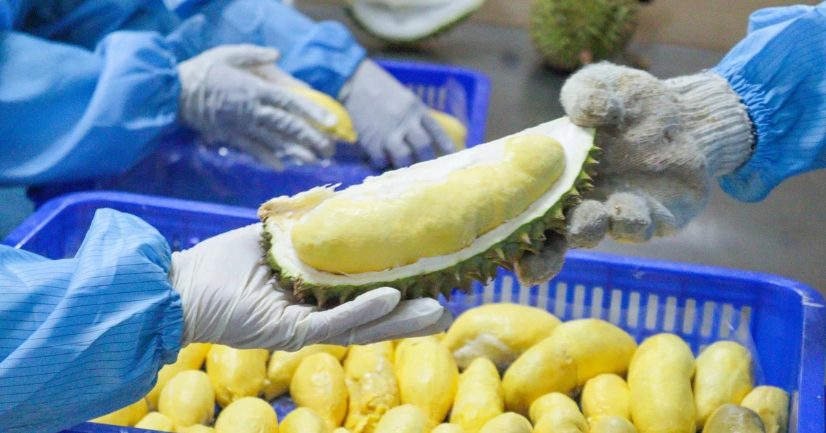 Xuất khẩu thực phẩm sang Trung Quốc: Giảm một nửa thông tin kê khai
