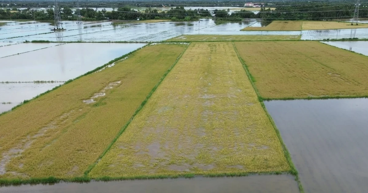 Mưa lớn nhấn chìm hơn 4.200 ha lúa