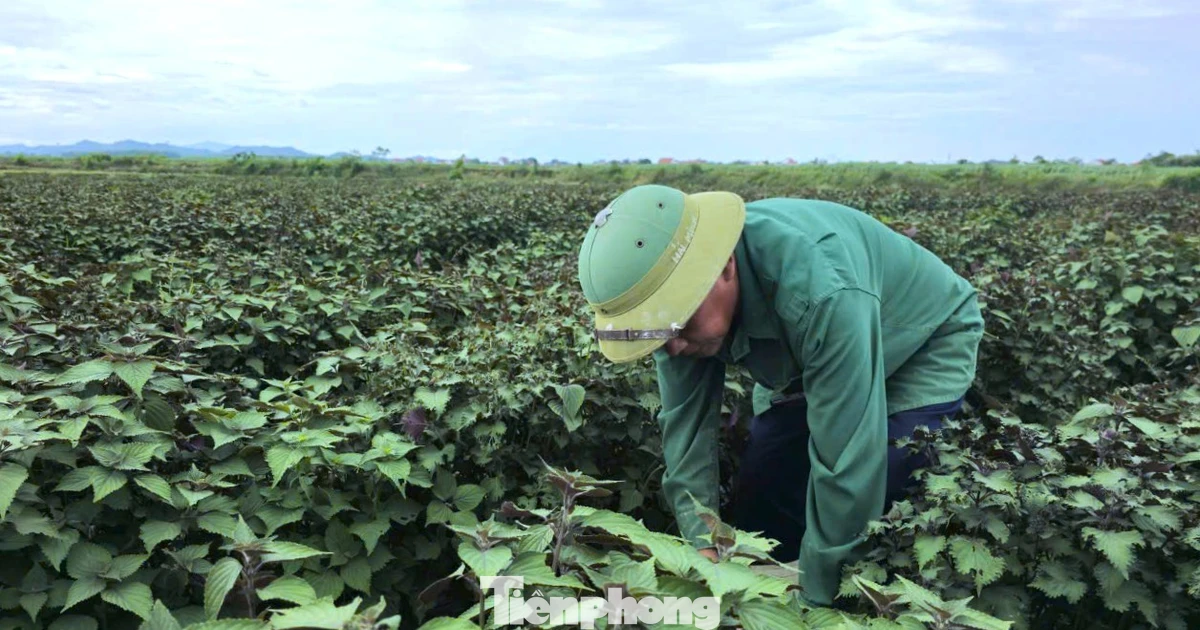 Tía tô có giá trị gì mà nông dân tính thu tiền tỷ?