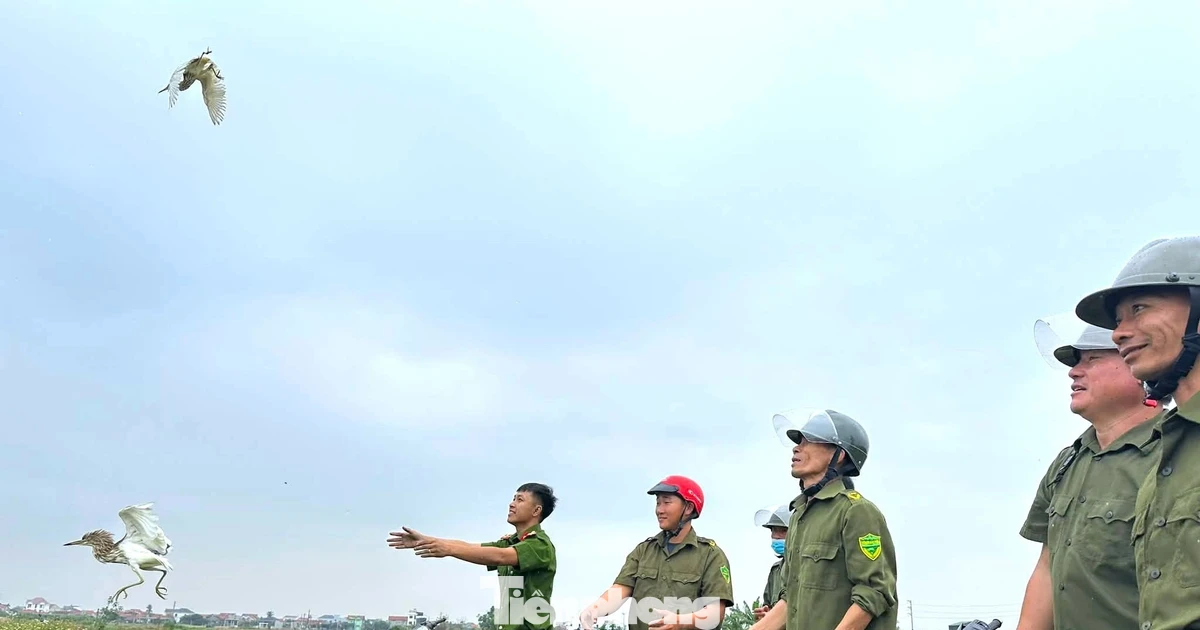 Đàn cò trắng giữa mùa bẫy chim trời