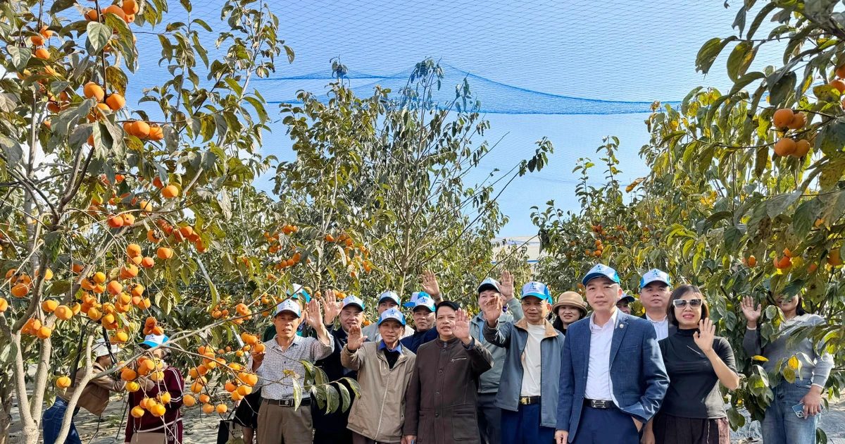Khuyến công tiếp sức hợp tác xã nâng tầm nông sản Mộc Châu