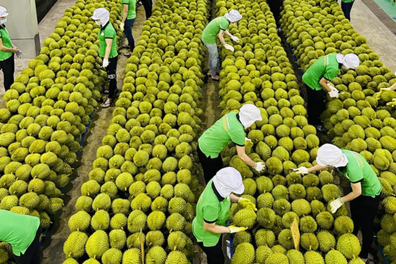Ấn Độ mở cửa, sầu riêng Việt có cơ hội cán mốc 5 tỷ USD/năm