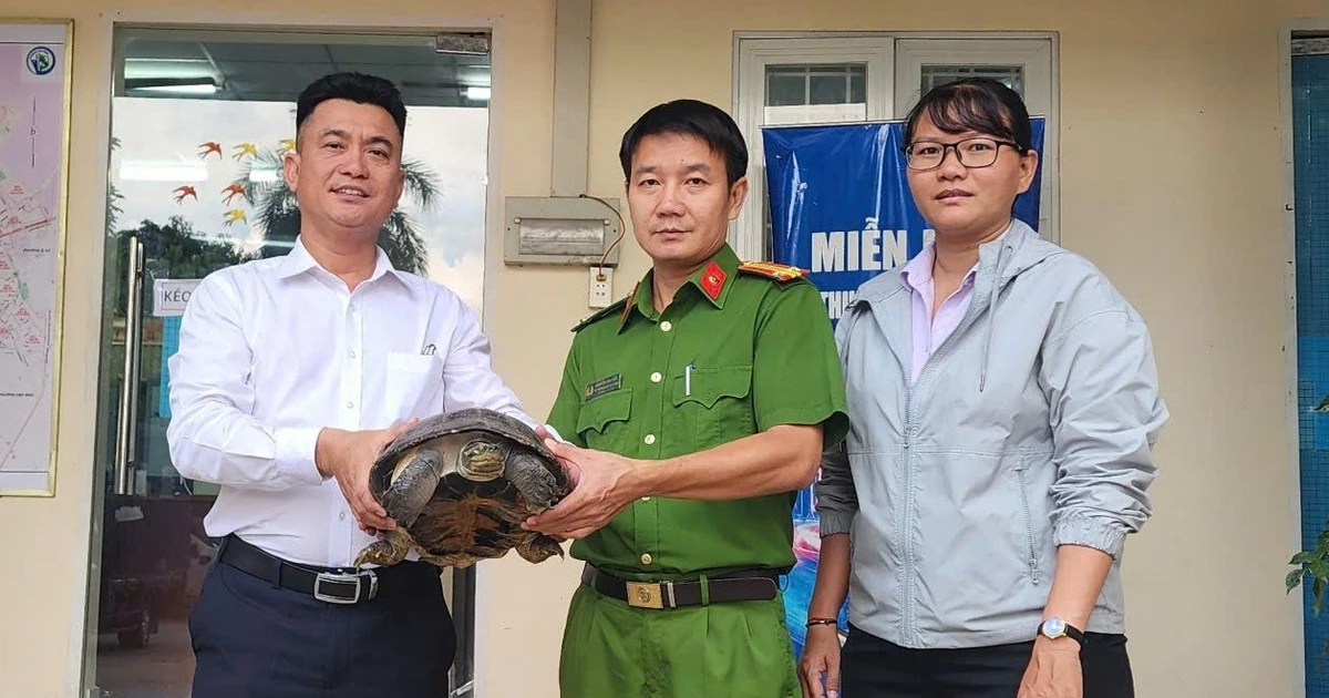 Phát hiện rùa răng quý hiếm dưới rạch ở TPHCM