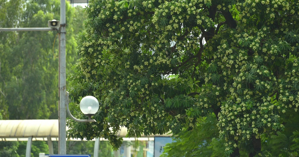 tienphong.vn