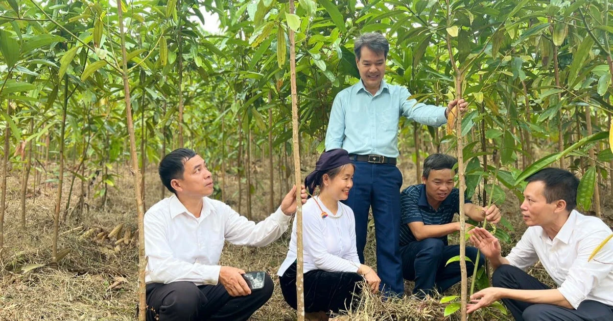 Trồng quế theo hướng hữu cơ mở hướng phát triển kinh tế tại vùng cao Lào Cai