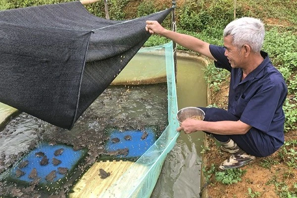 Vực dậy quê nghèo nhờ những quyết định dám vay vốn ưu đãi để làm ăn
