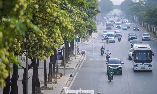 Hàng nghìn cây hoa sữa nở dày đặc trên các tuyến phố phía Tây Hà Nội