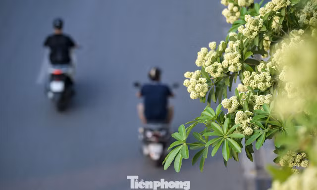 Hàng nghìn cây hoa sữa nở dày đặc trên các tuyến phố phía Tây Hà Nội