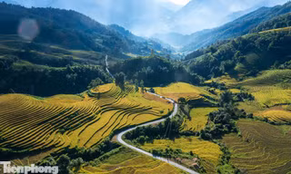  Ruộng bậc thang Tây Bắc mùa lúa chín đẹp như tranh