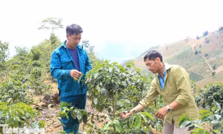 Dân bản giữ đất, giữ rừng nhờ những cây trồng mới