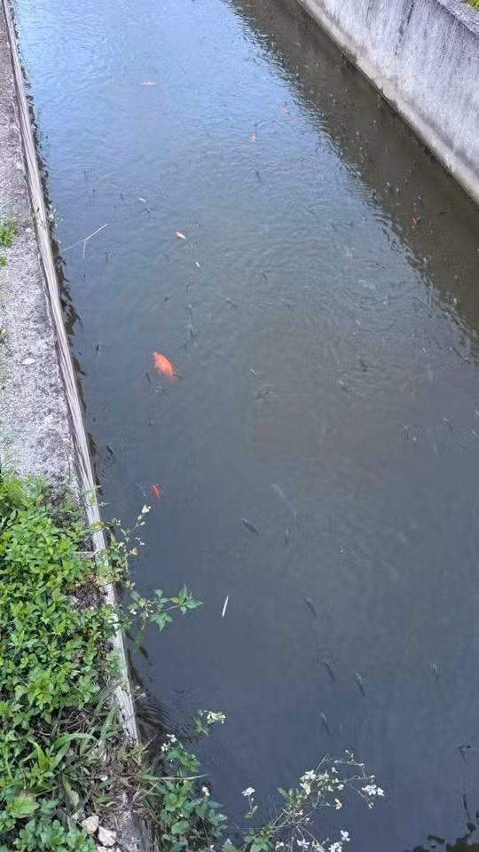 2600238932689081412-2.jpg