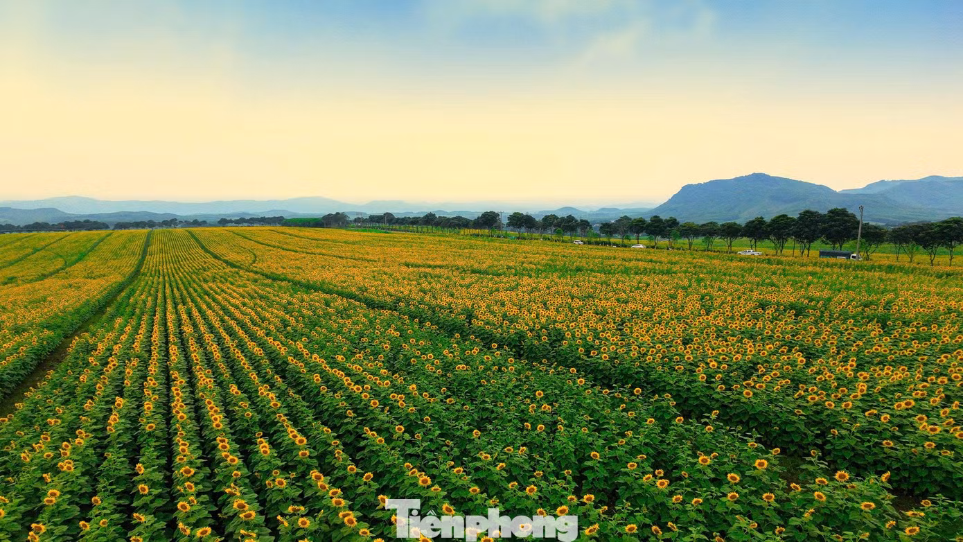 tp_huong-duong.jpg