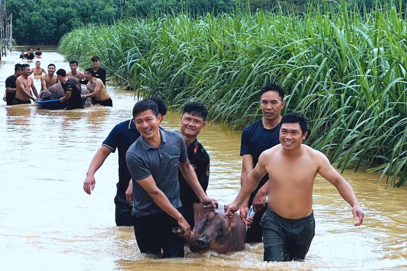 H&agrave;ng chục người giải cứu đ&agrave;n lợn giữa d&ograve;ng nước lũ Tại Nghệ An - Ảnh 1.