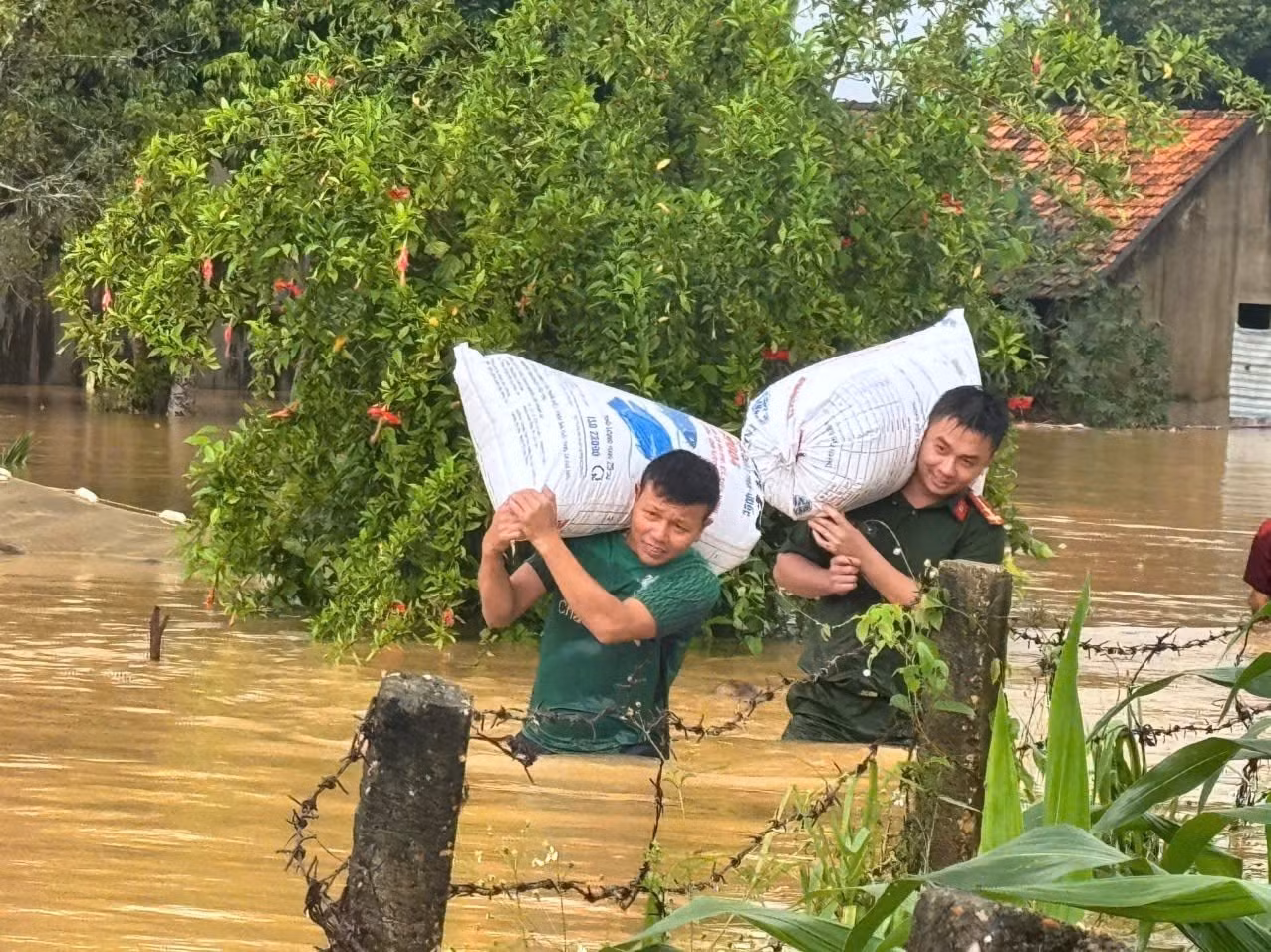 H&agrave;ng chục người giải cứu đ&agrave;n lợn giữa d&ograve;ng nước lũ Tại Nghệ An - Ảnh 4.