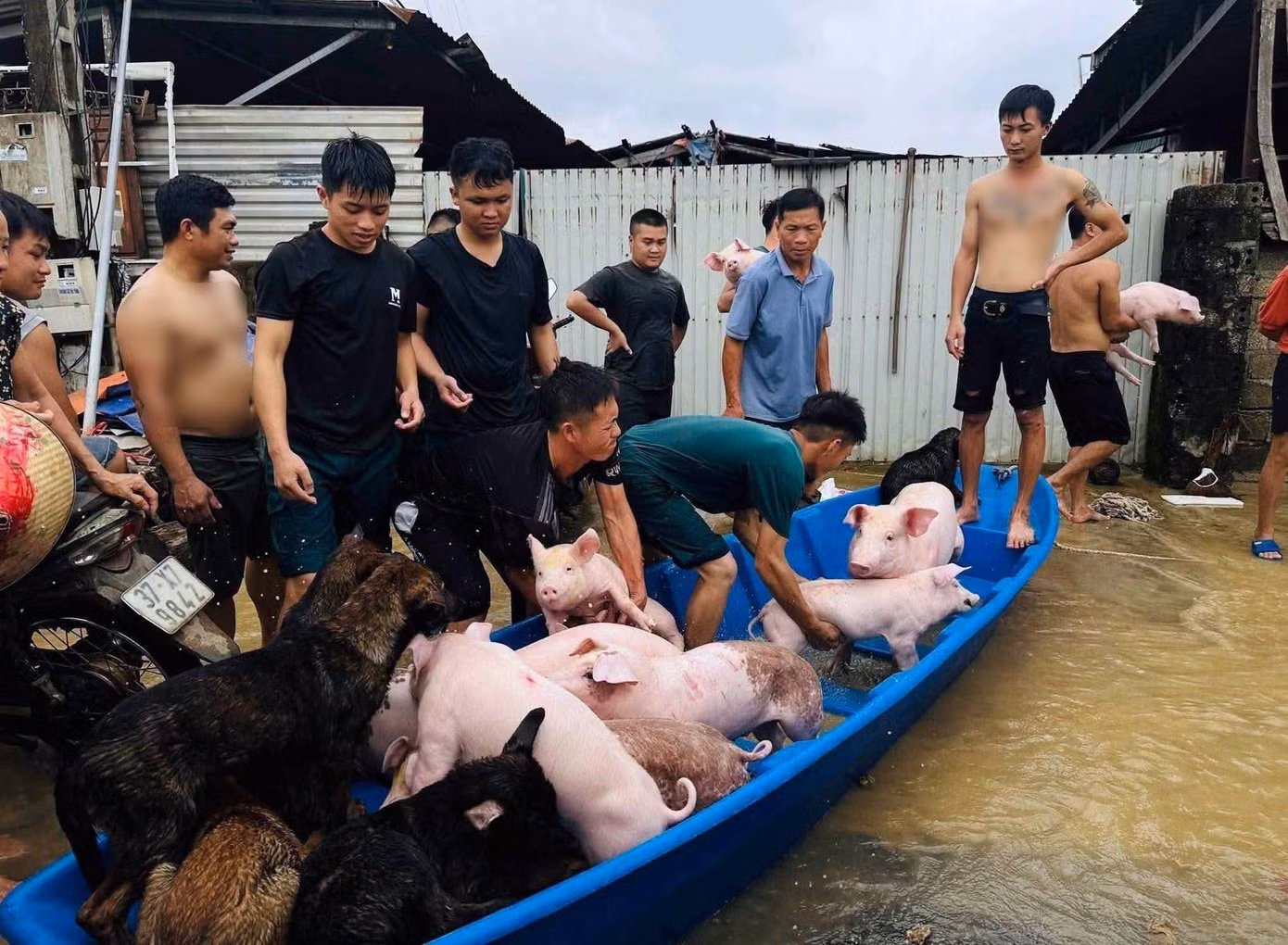 H&agrave;ng chục người giải cứu đ&agrave;n lợn giữa d&ograve;ng nước lũ Tại Nghệ An - Ảnh 2.