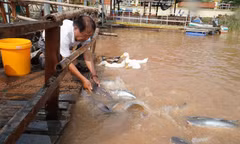  Ông Trương Minh Hải, Tổ trưởng Tổ cộng đồng bảo vệ nguồn lợi thủy sản phường Hồng Ngự chăm sóc đàn cá tự nhiên Ảnh: Hoà Hội 