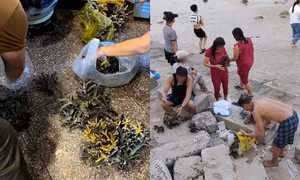 Đi biển tiện tay nhặt san hô chết, du khách có thể bị phạt hàng chục triệu đồng