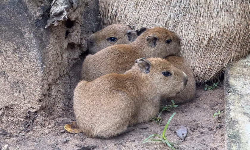 Thảo Cầm Viên Sài Gòn đón 3 capybara con đầu tiên ra đời, tên nghe đã thấy ngọt ngào