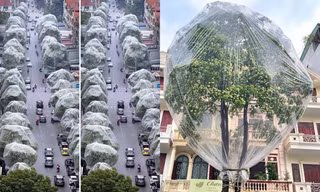 Thực hư việc hàng loạt cây hoa sữa tại Hà Nội được bọc kín nilon để ngăn mùi