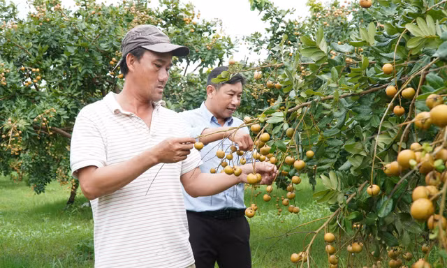 Loại nhãn có vị mặn được thương lái lùng mua tận gốc