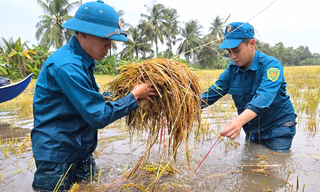 Dân quân địa phương lội nước cùng dân gặt lúa chạy ngập