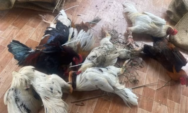 Cựu đội phó nhiều lần báo tin cho đối tượng tổ chức đá gà ăn tiền