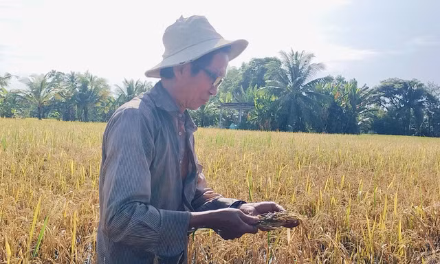 Hơn 200 ha lúa ở Cà Mau bị ngập sâu, nông dân mất trắng