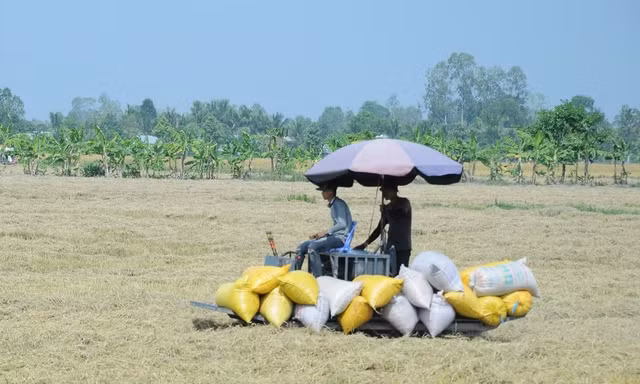 Nợ 14 tỷ đồng tiền lúa, doanh nghiệp trả mãi không nổi 3 tỷ 