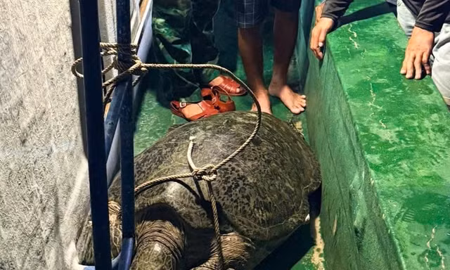 Ngư dân Cà Mau giải cứu cá thể vích quý hiếm nặng 120kg mắc lưới