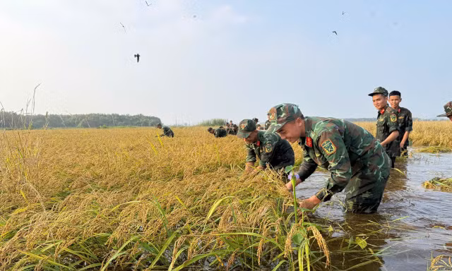 Bộ đội giúp dân gặt lúa 'chạy' lũ ở Tây Ninh 