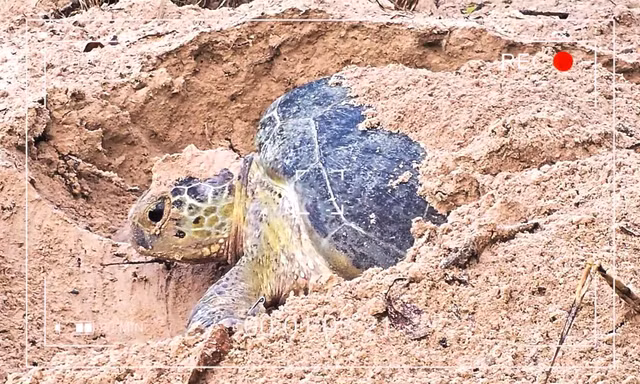 Vietnam Wild Live: Khi rùa biển là nhân vật chính của buổi livestream