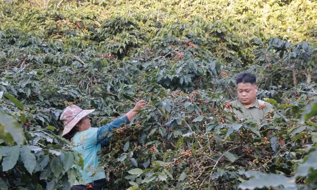 Cà phê Arabica của Sơn La sẽ lên sàn đấu giá tại Hawaii, Mỹ