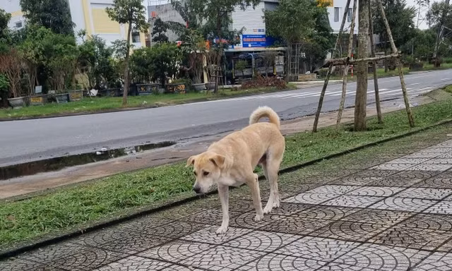 Chó, mèo thả rông sẽ đưa về khu nuôi nhốt tập trung