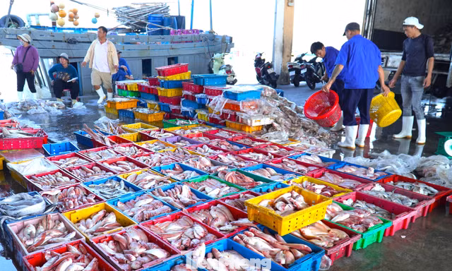 Ngư dân Đà Nẵng trúng đậm mùa cá bã trầu lớn nhất năm