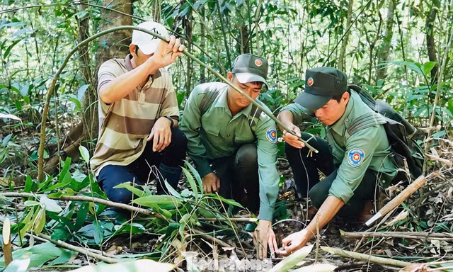 Bóc gỡ ‘ma trận’ bẫy thú trong rừng Chư Mom Ray