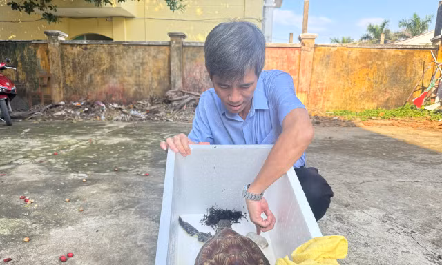 Cứu cá thể rùa xanh trong Sách đỏ Việt Nam thoát ‘lưới ma’