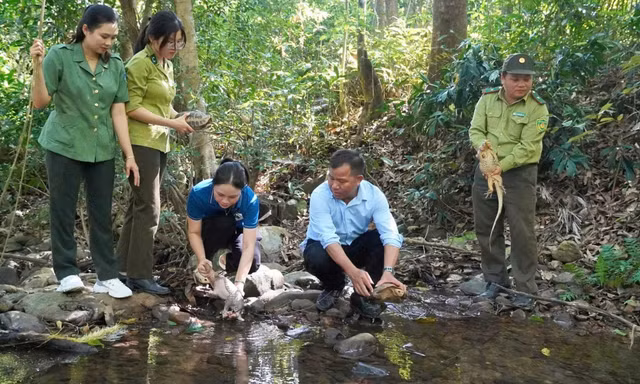 Kỳ đà, tê tê cùng 2 cá thể rùa quý hiếm được thả về tự nhiên