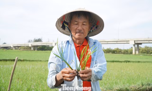 Ruộng lúa chết khô, nông dân nguy cơ mất trắng