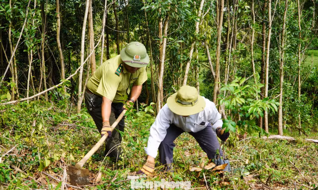 Giữ rừng bền vững, mở lối thị trường tín chỉ carbon