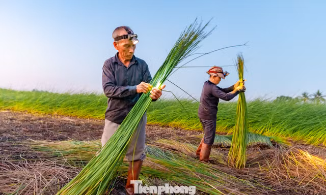 Theo chân người dân ra đồng từ mờ sáng vào vụ thu hoạch cói