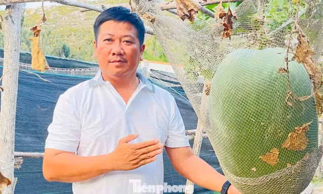 Giống bí đao ‘khổng lồ’ bén duyên nơi đảo xa