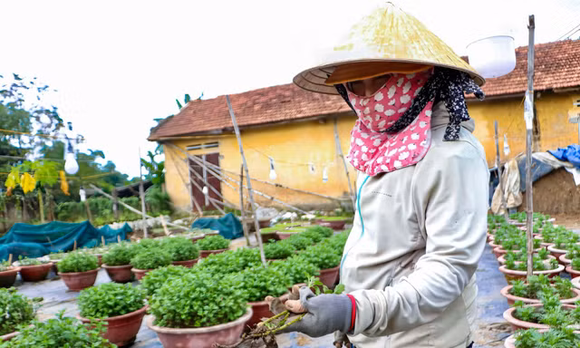 Người trồng cúc Đà Nẵng lao đao vì hoa thối rễ, khó cứu trước Tết