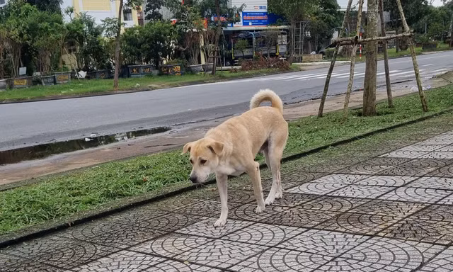 Chó nghi dại cắn bé 1 tuổi ở Đà Nẵng rồi bỏ nhà đi, cả làng cảnh giác
