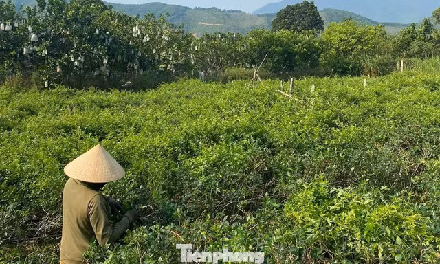 Từ ly nước 'lạ' đến vườn chè dây thoát nghèo