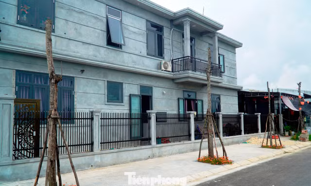 Bỏ mặc cây xanh thành 'củi khô' hàng loạt giữa khu định cư mới