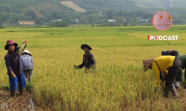 Thu hồi đất nông nghiệp đứng tên chồng, vợ có được hỗ trợ?