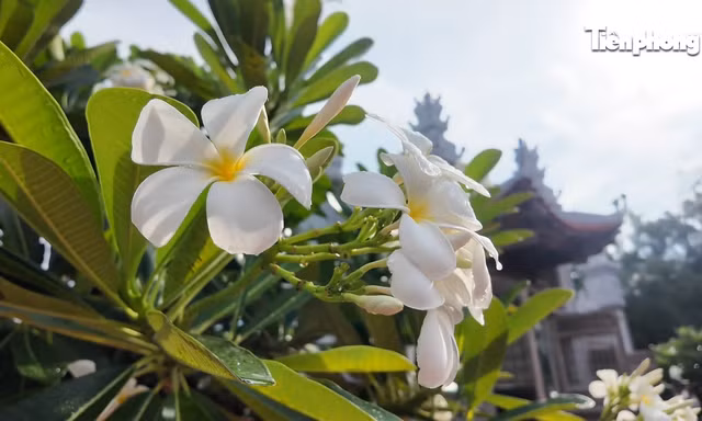 Những điểm tựa tâm linh nơi đầu sóng Trường Sa