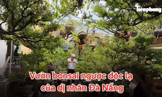 Vườn bonsai ngược độc, lạ của 'dị nhân' Đà Nẵng