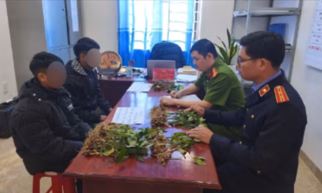 Hai đối tượng trộm 100 cây sâm Ngọc Linh
