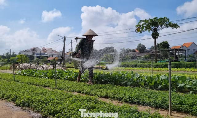 Hơn 400 năm người Trà Quế giữ đất lành trồng rau sạch